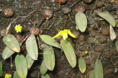 Bulbophyllum aureoflavum